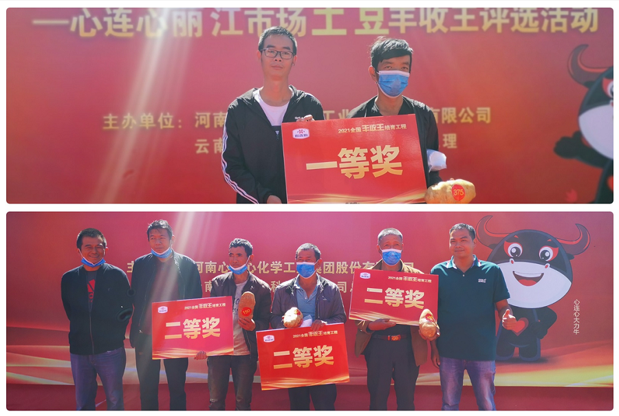 喜迎丰登，薯王争霸！——创世红海丽江市场土豆丰登王评比活动成功进行
